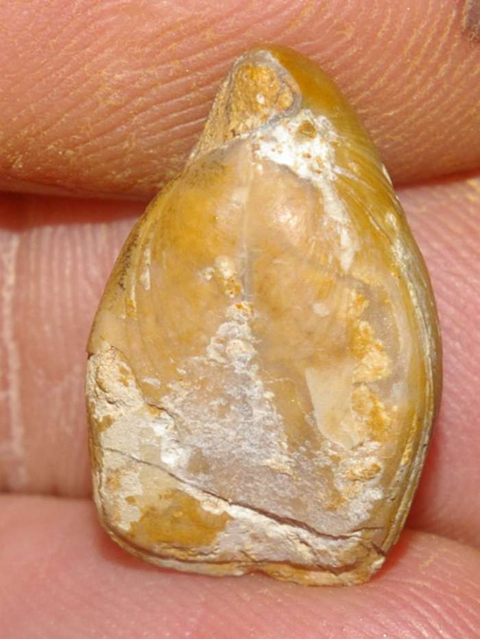  Waldheimia pala