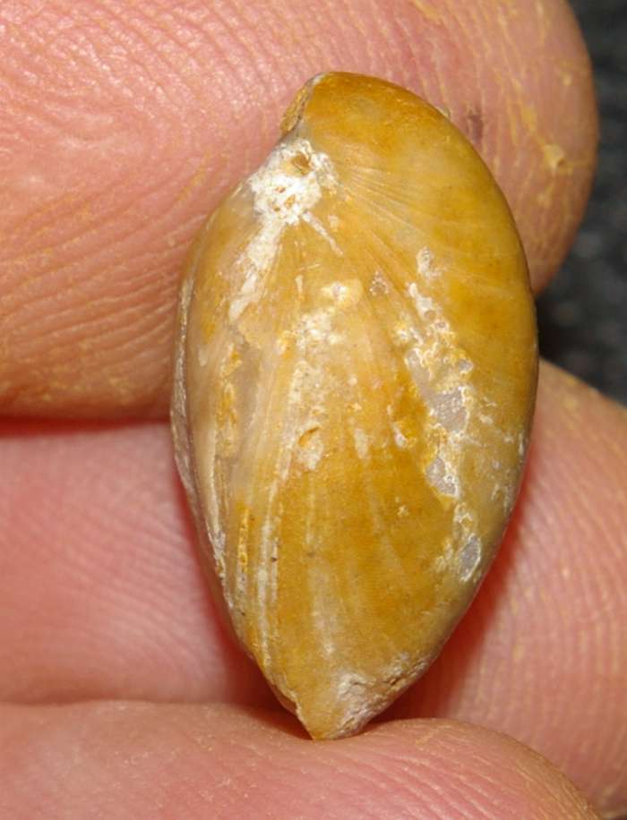  Waldheimia pala