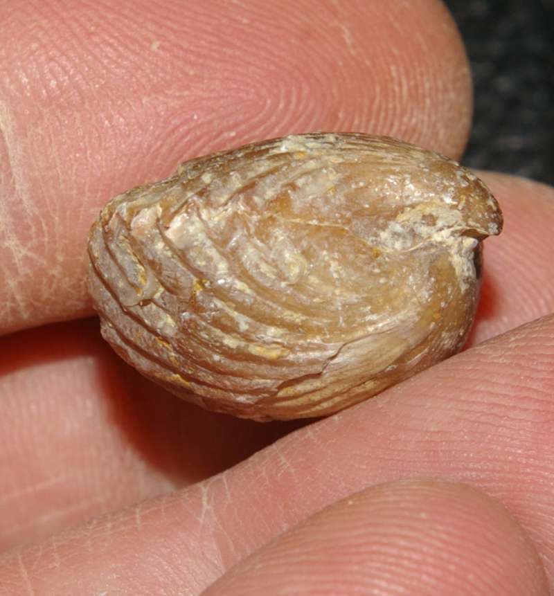 Kimmeridgian brachiopods