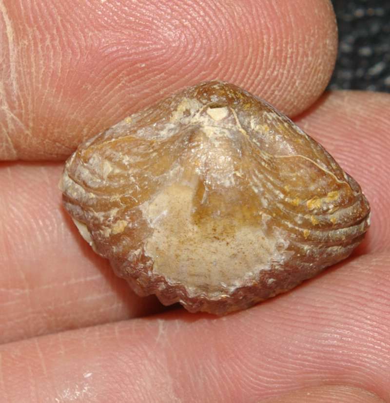 Septaliphoria pinguis