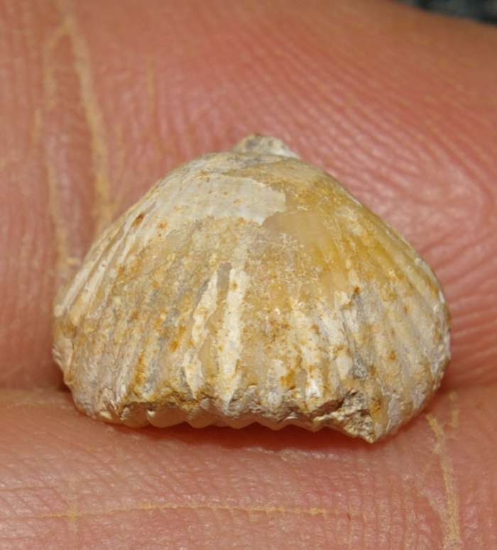  Rhynchonella sublacunosa