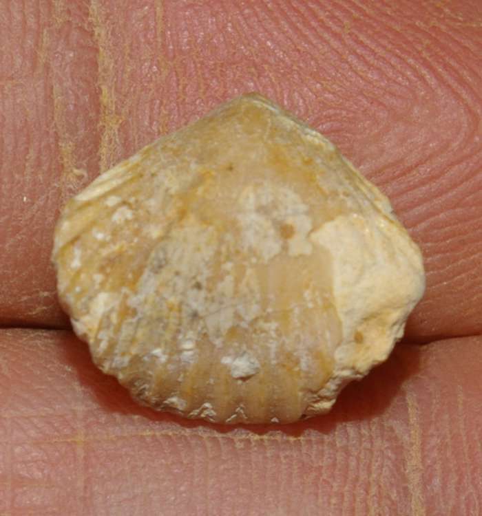  Rhynchonella sublacunosa