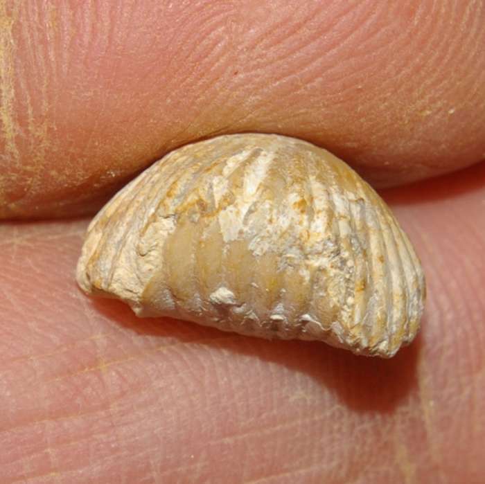   Rhynchonella sublacunosa