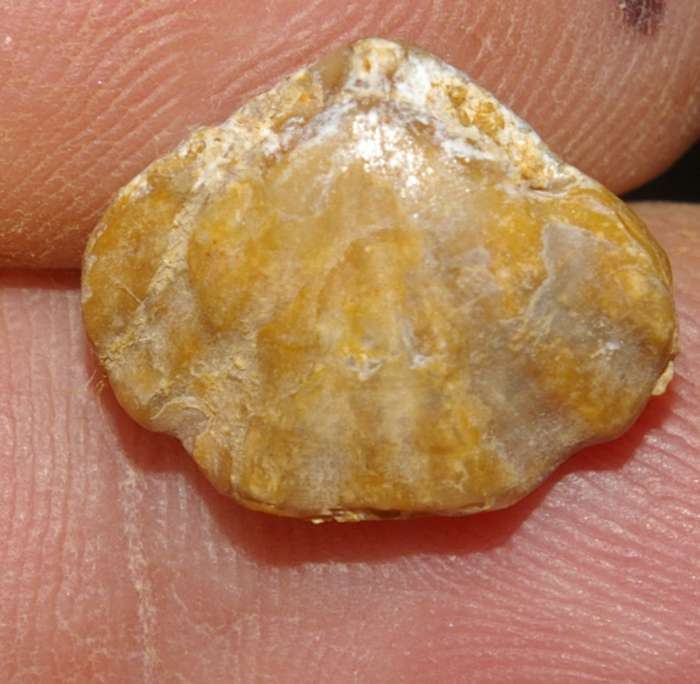  Rhynchonella oppeli