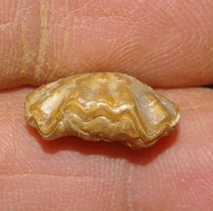  Rhynchonella oppeli