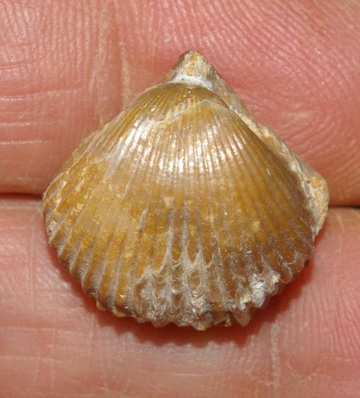  Rhynchonella plicatella