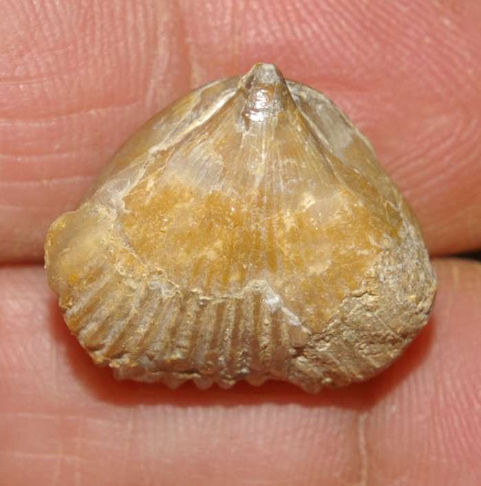  Rhynchonella plicatella