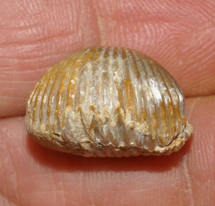 Rhynchonella plicatella