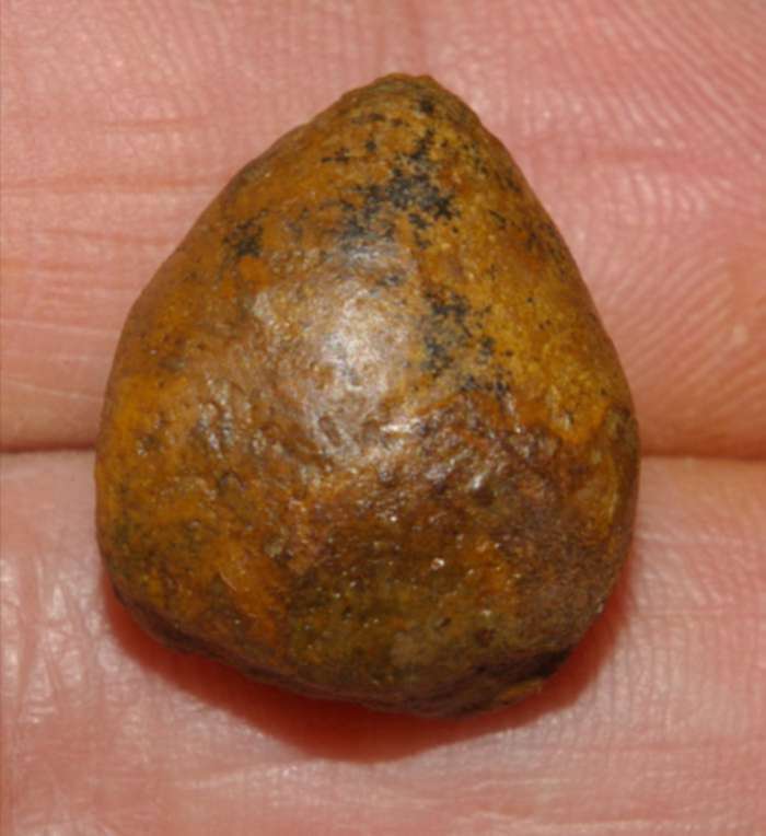  Terebratula
