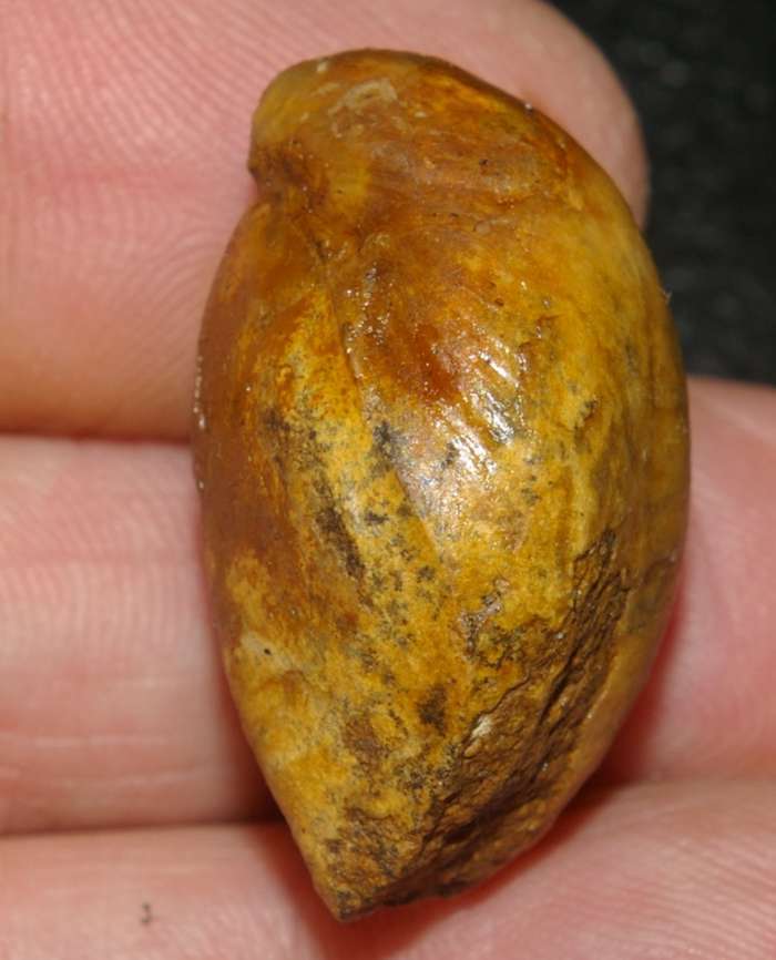  Terebratula