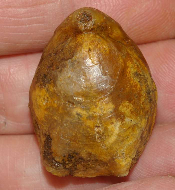  Terebratula