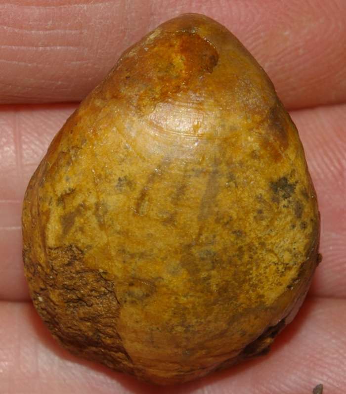  Terebratula