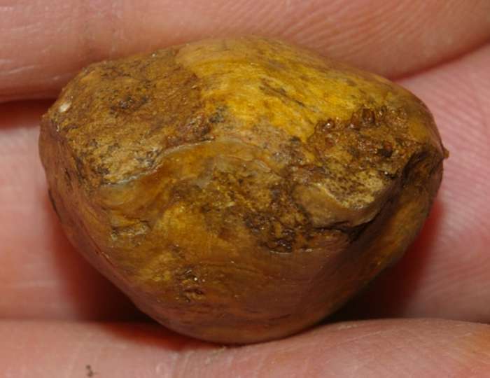  Terebratula