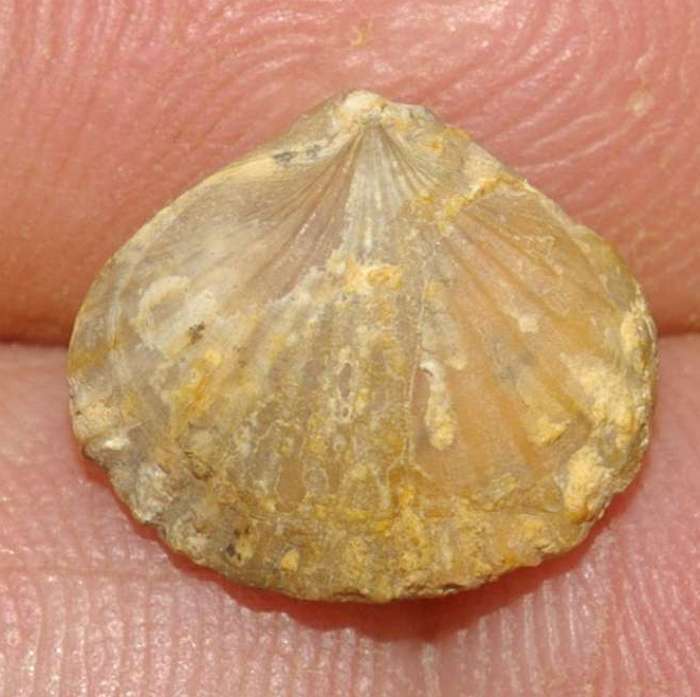  Rhynchonella subtilis