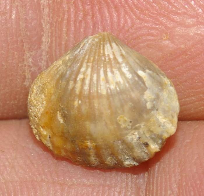  Rhynchonella subtilis