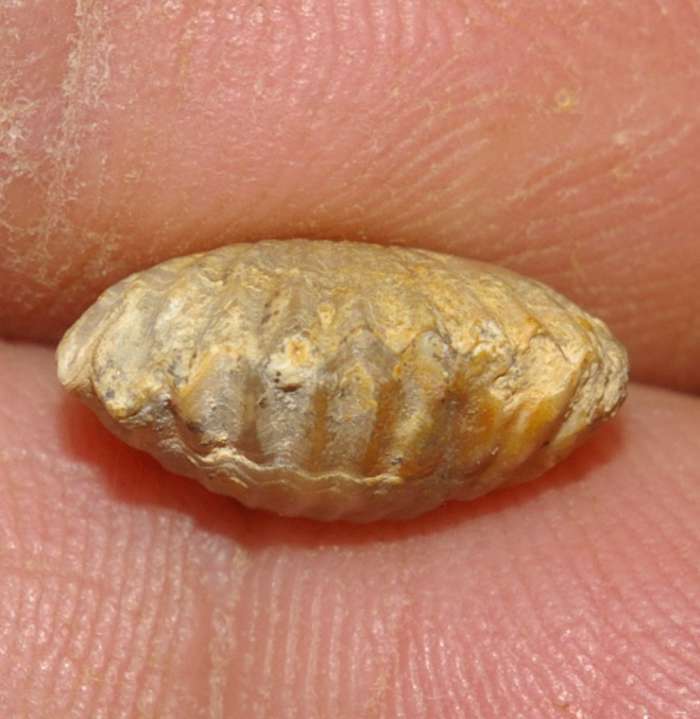 Rhynchonella subtilis