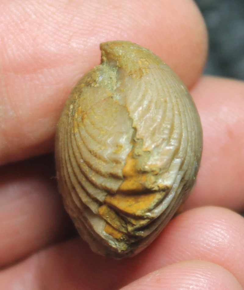  Rhynchonella