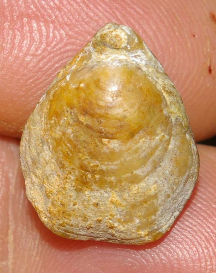  Aromasithyris ameuri