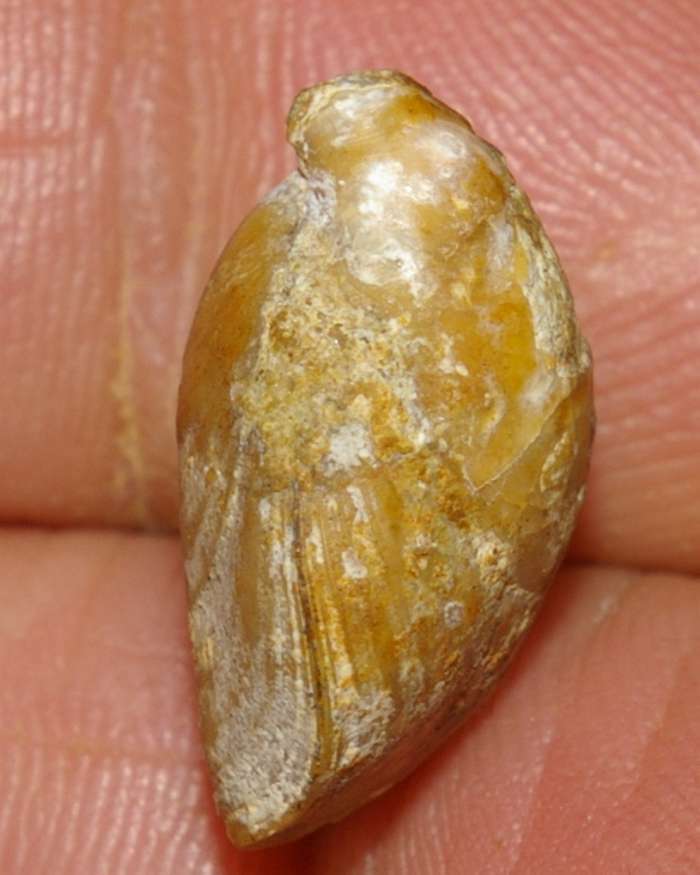  Aromasithyris ameuri