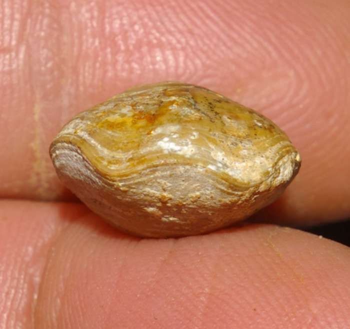 Aromasithyris ameuri