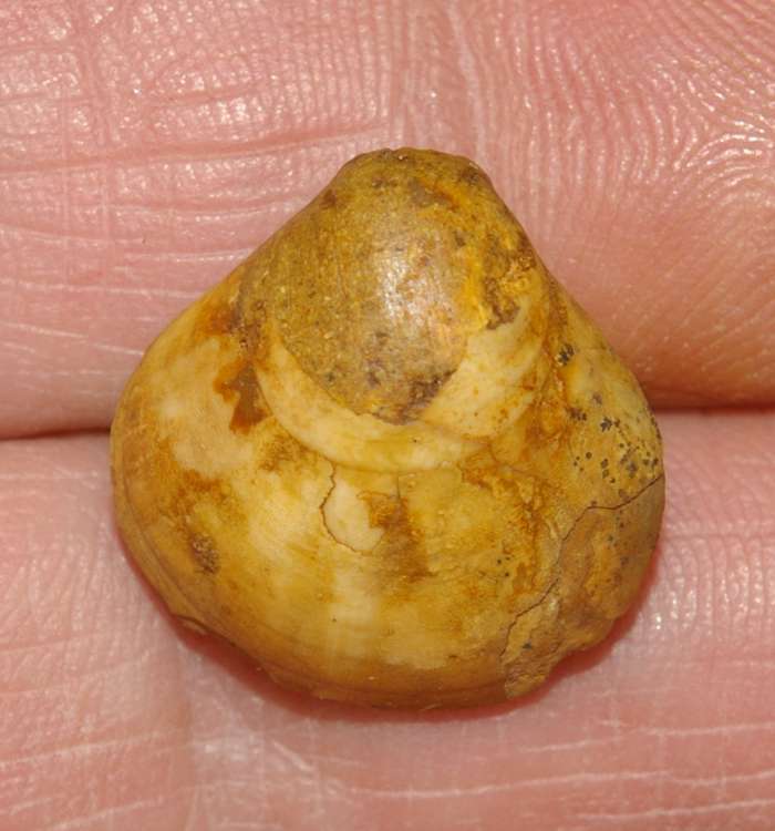  Terebratula fleischeri