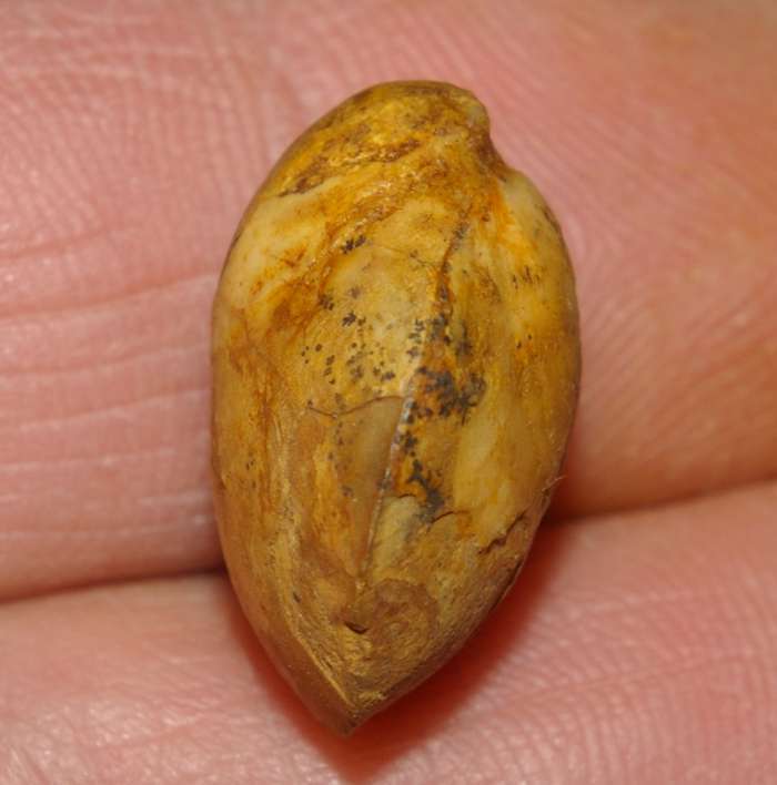  Terebratula fleischeri