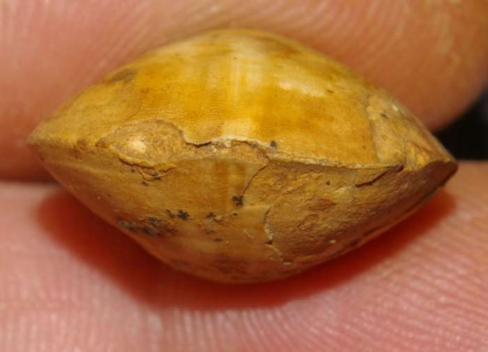  Terebratula fleischeri