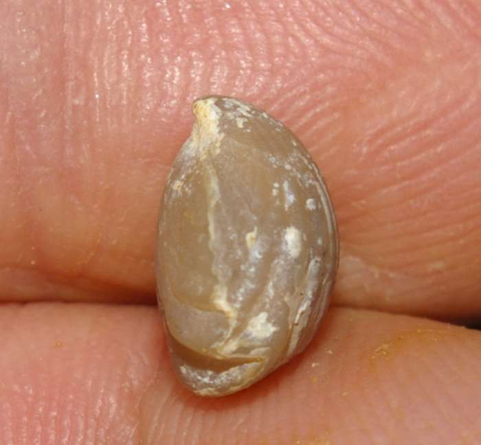 Rhynchonella balinensis