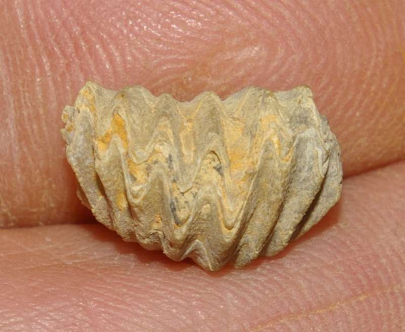 Rhynchonella acuticosta