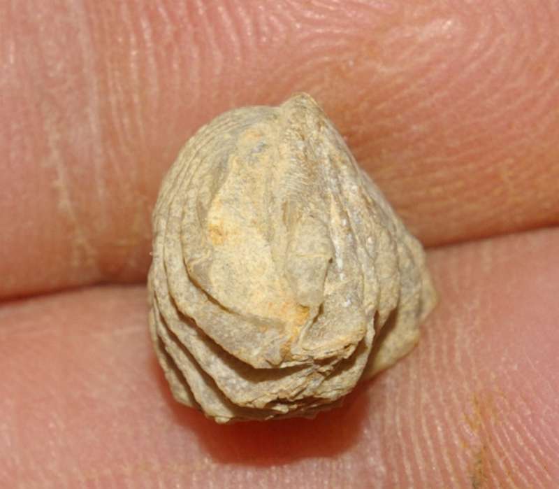 Rhynchonella acuticosta