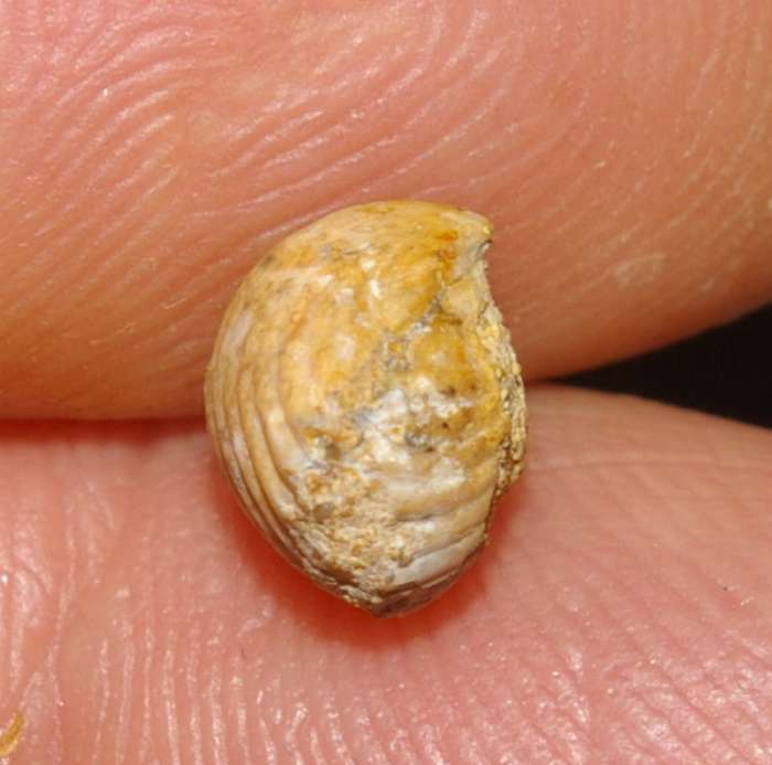 Rhynchonella 