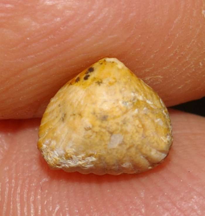 Rhynchonella 