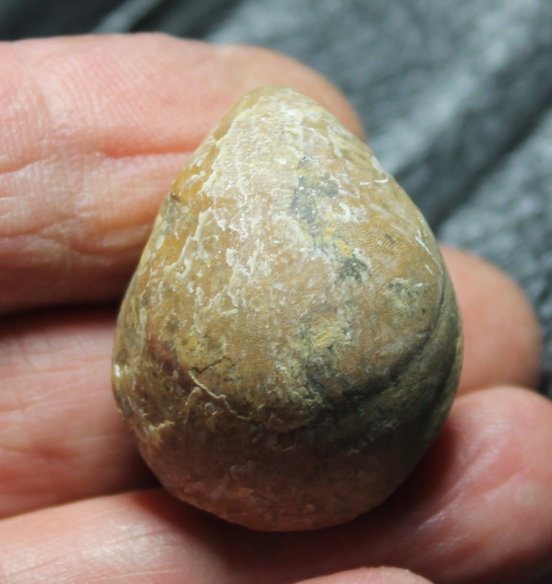  Sphaeroidothyris sphaeroidalis