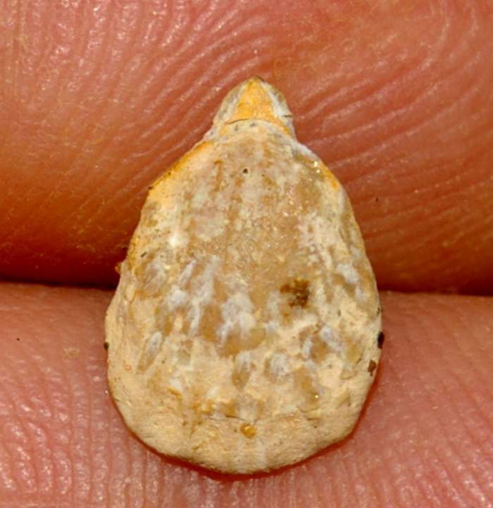  Rhynchonella perdix