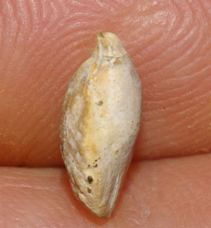  Rhynchonella perdix