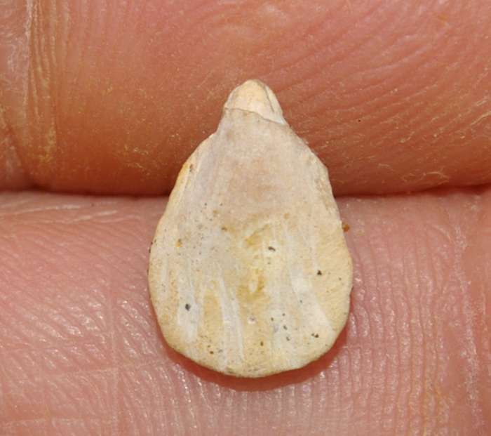  Rhynchonella perdix