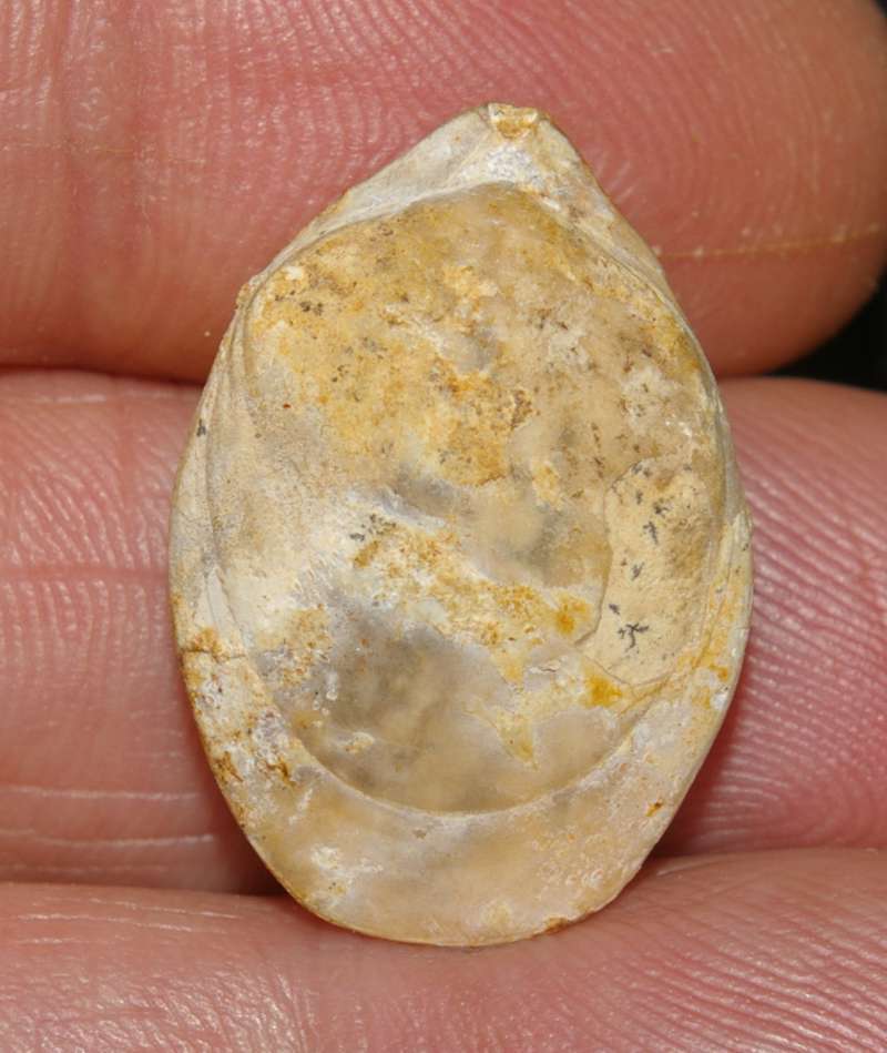  Waldheimia subcensoriensis