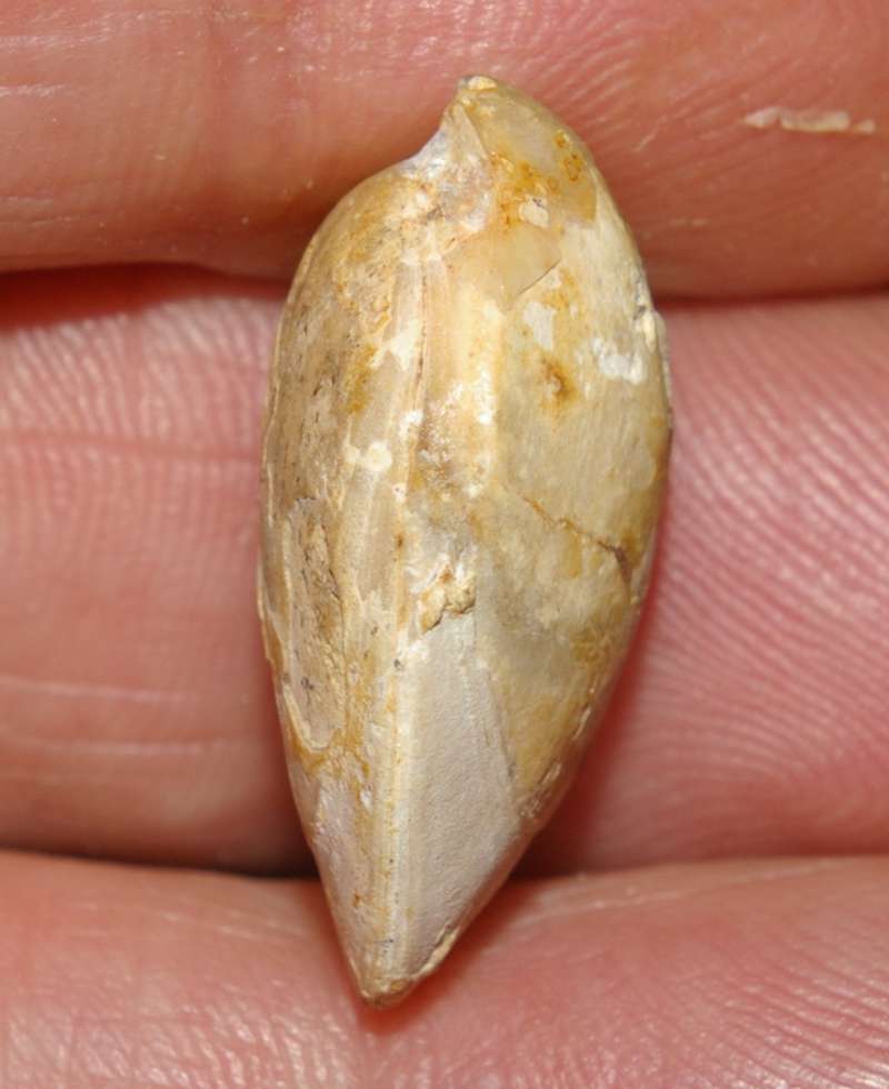  Waldheimia subcensoriensis