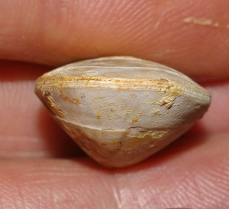  Waldheimia subcensoriensis