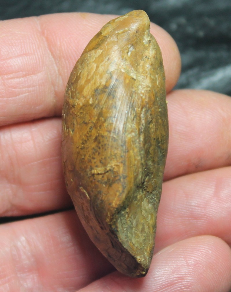  Terebratula phillipsii