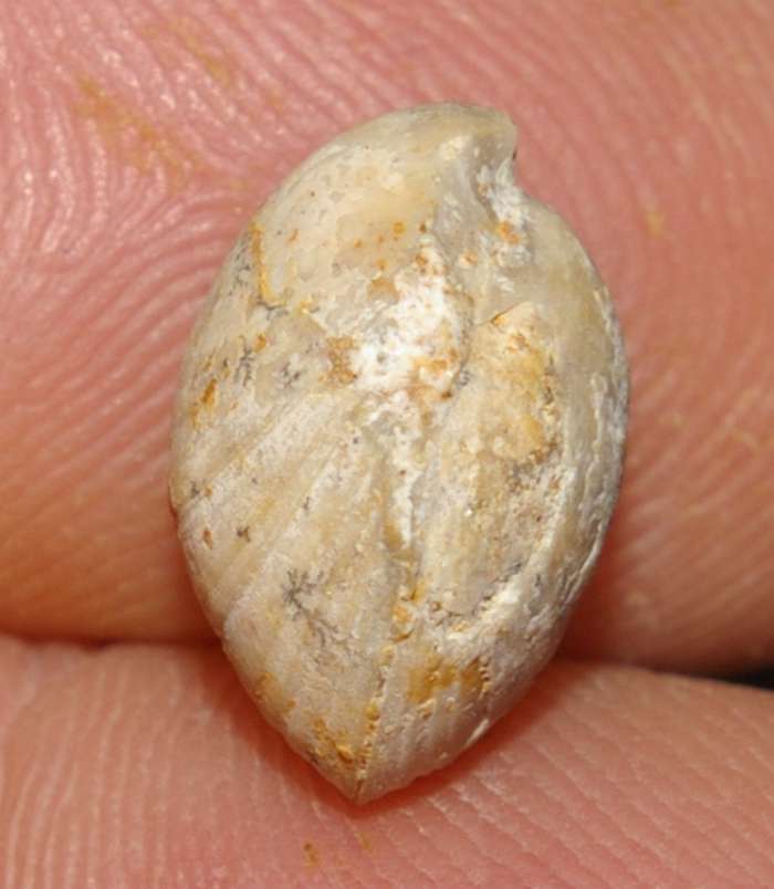  Terebratula sp