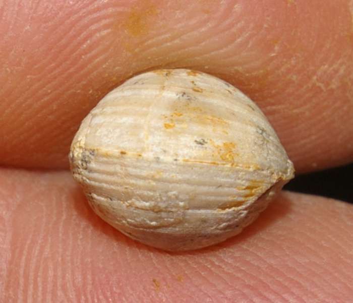  Terebratula sp