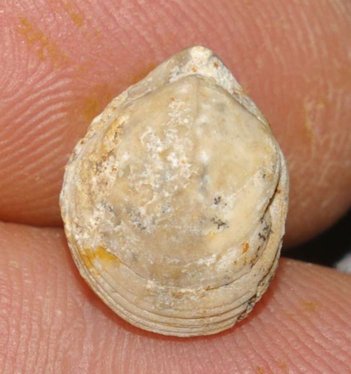  Terebratula sp