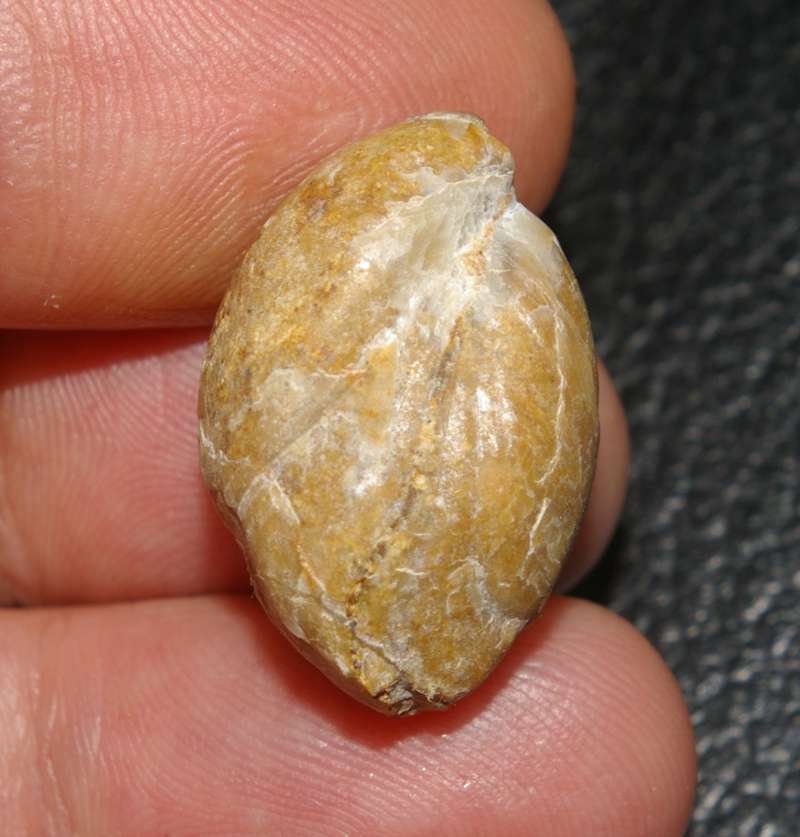  Caryona balinensis
