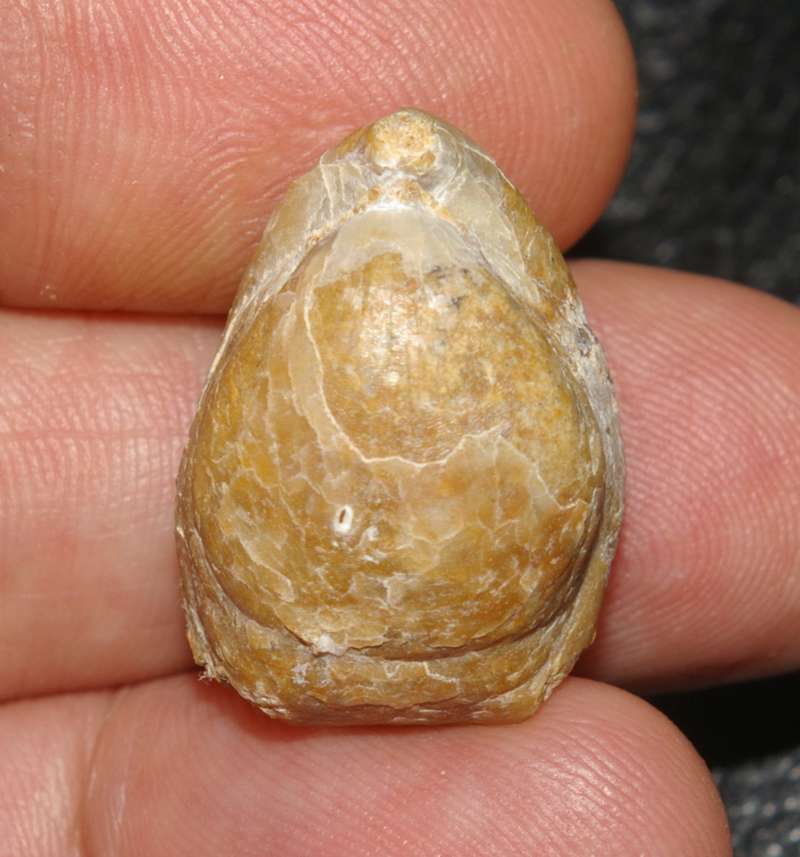  Caryona balinensis