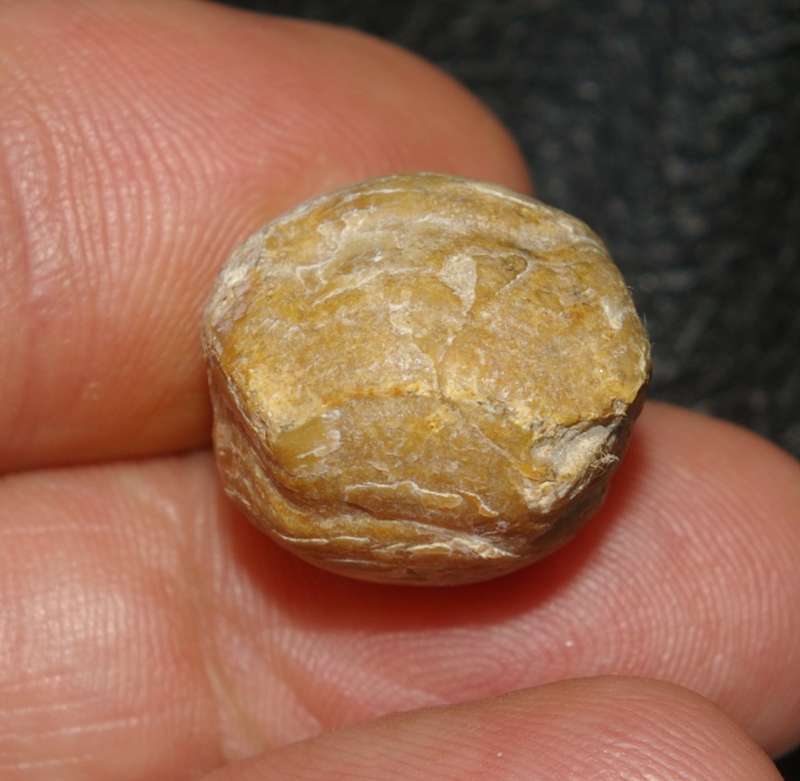  Caryona balinensis 