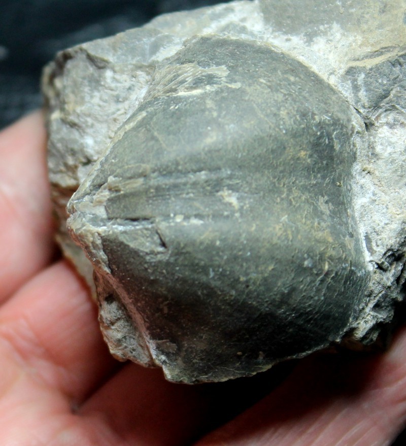 Cyrtospirifer bisellatus