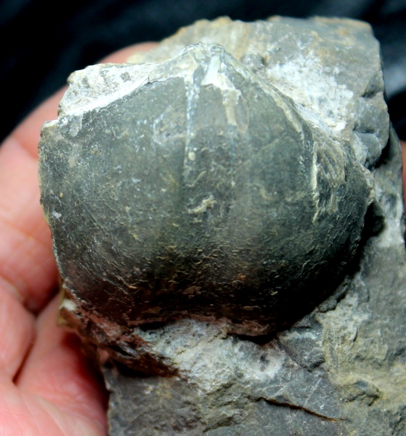 Cyrtospirifer bisellatus