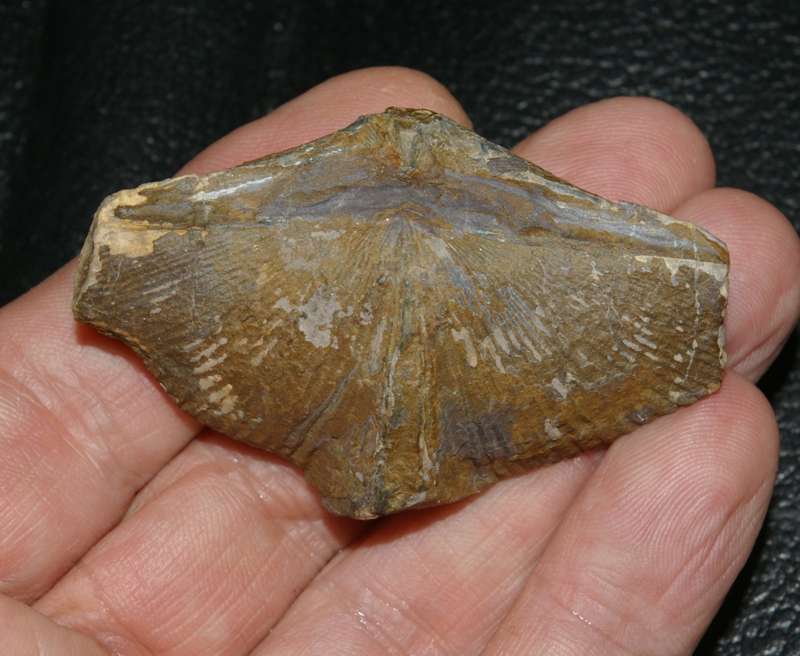 Devonian, Frasnien fossil brachiopod