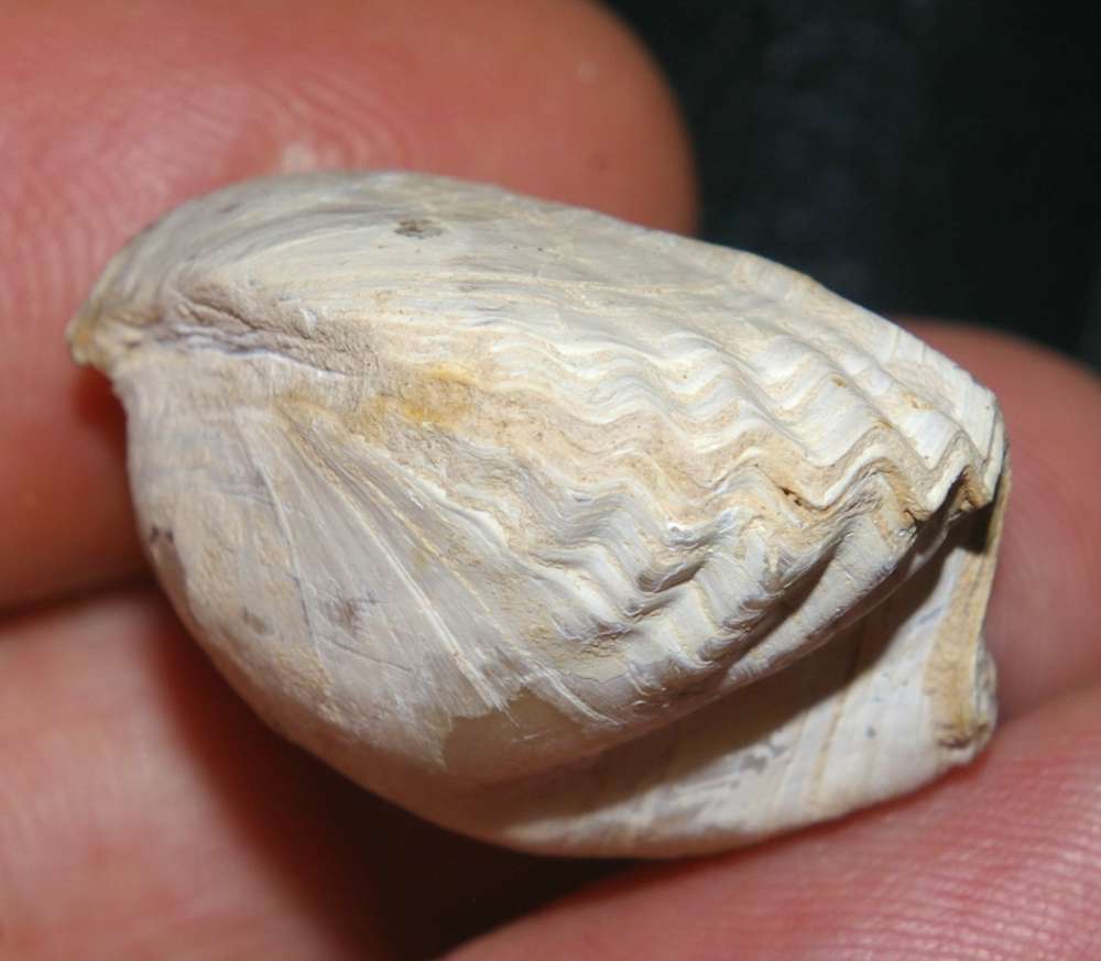 Cretirhynchia limbata